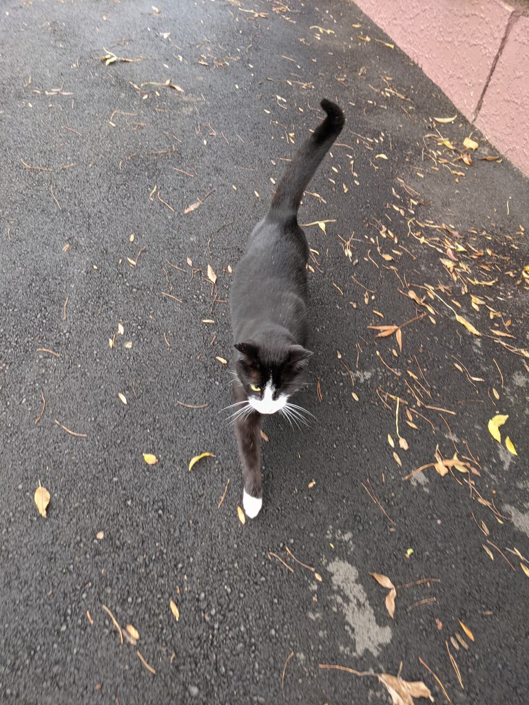 One-eyed neighbourhood cat walking towards me for pats
