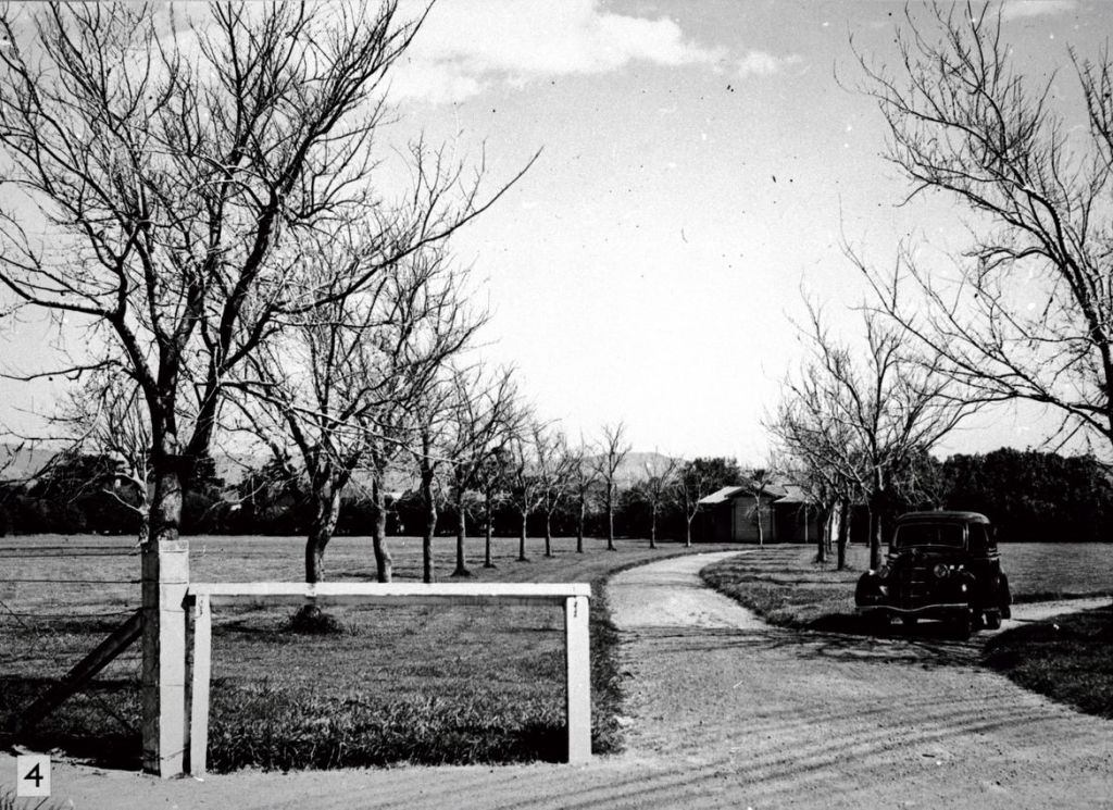 Black and white photo of a grassed park, avenue of trees, driveway, and a car.